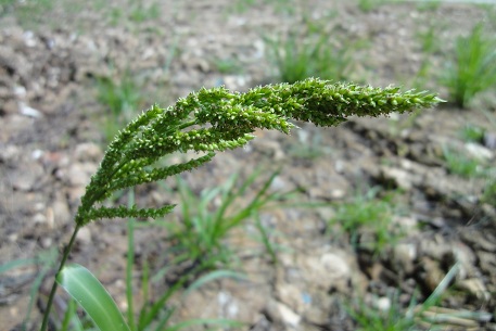 Echinochloa crus-galli — DSC00208 (11)