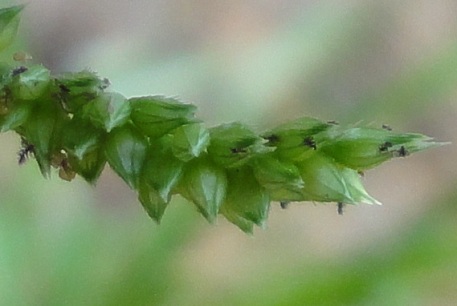 Echinochloa crus-galli — DSC00210 (11)