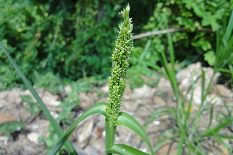 Echinochloa crus-galli — DSC00212 (11)