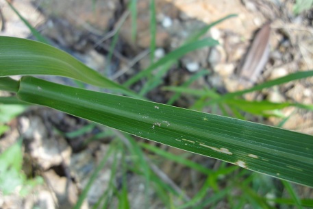 Echinochloa crus-galli — DSC00213 (11)