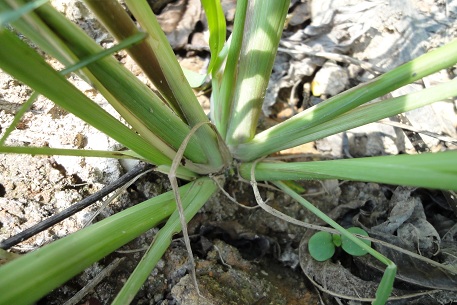 Echinochloa crus-galli — DSC00214 (11)