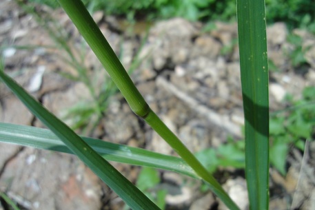 Echinochloa crus-galli — DSC00215 (11)