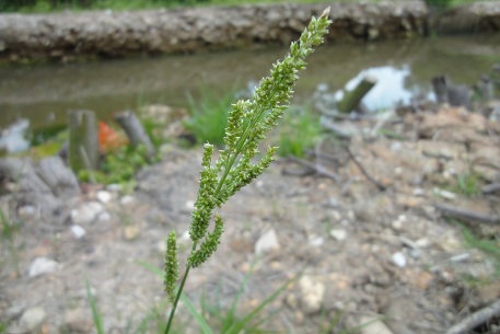 Echinochloa crus-galli — DSC00266 (11)