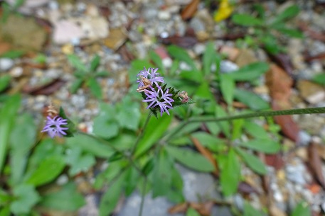 DSC00939 (14)