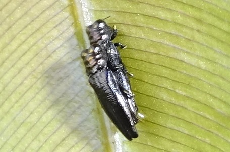 Endelus collaris — DSC09228 (15)