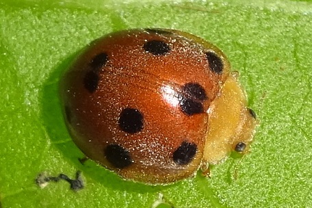 Epilachna indica — DSC01023 (15)
