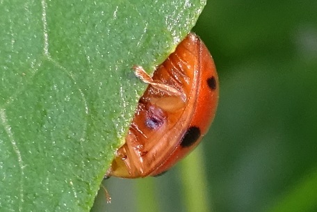 Epilachna indica — DSC01039 (15)