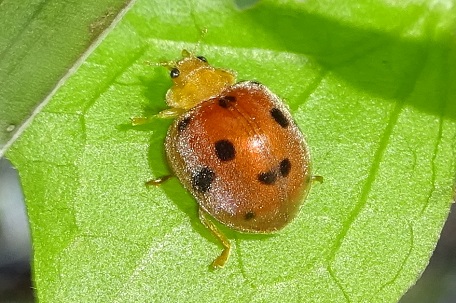 Epilachna indica — DSC01044 (15)