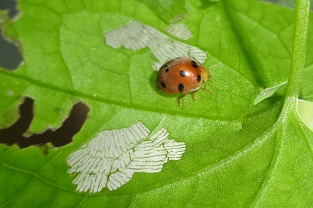 Epilachna indica — DSC01045 (15)
