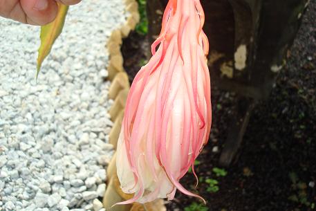 Epiphyllum oxypetalum — DSC02379 (09)