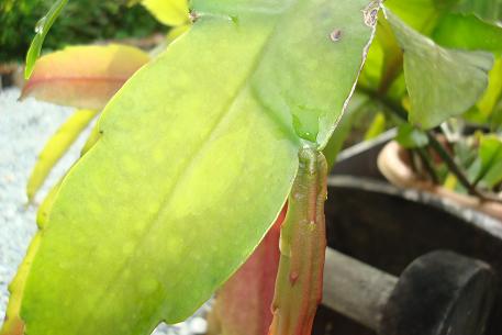 Epiphyllum oxypetalum — DSC02380 (09)