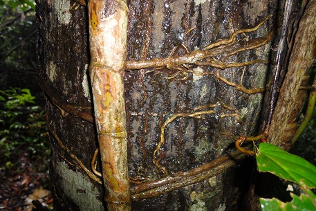 Epipremnum giganteum — DSC00120 (10)