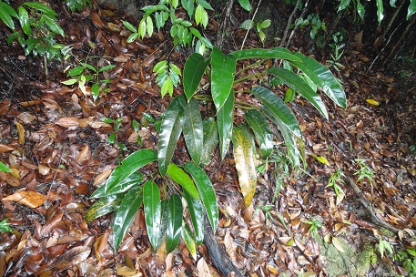 Epipremnum giganteum — DSC00163 (10)