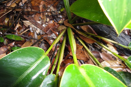 Epipremnum giganteum — DSC00165 (10)