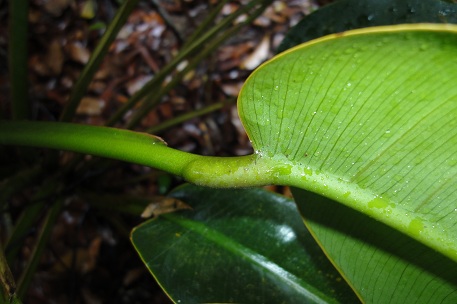 Epipremnum giganteum — DSC00166 (10)