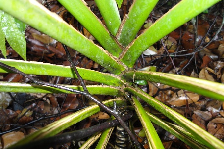 Epipremnum giganteum — DSC00167 (10)