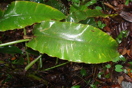 Epipremnum giganteum — DSC03059 (10)