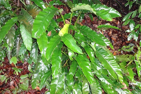 Epipremnum giganteum — DSC07018 (13)