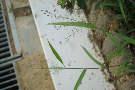 DSC00558 (10)