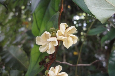 DSC00379 (12)