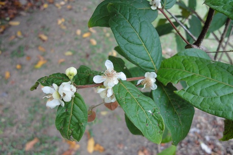 Eugenia stipitata — DSC00500 (11)