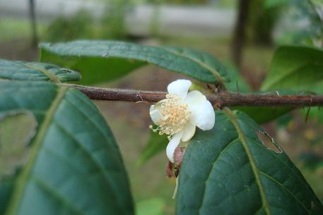 Eugenia stipitata — DSC04153 (10)