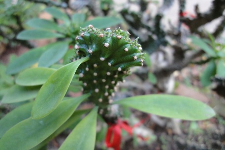 Euphorbia neriifolia — DSC02139 (10)