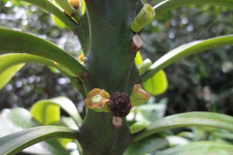 Euphorbia neriifolia — DSC08884 (12)