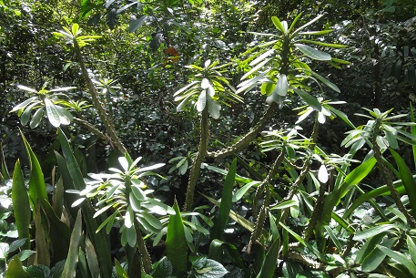 Euphorbia neriifolia — DSC08889 (12)