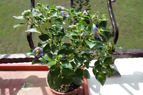 DSC05757 (11)