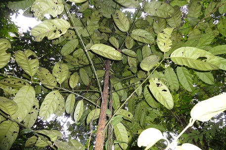 DSC00055 (10)