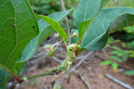Fallopia japonica — DSC02207 (12)