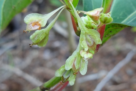 Fallopia japonica — DSC02208 (12)