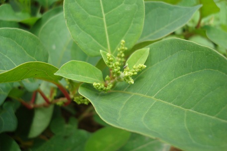Fallopia japonica — DSC07042 (10)