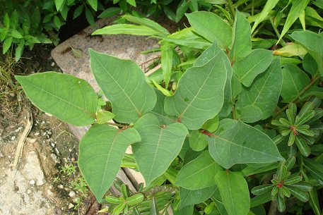 Fallopia japonica — DSC07088 (10)