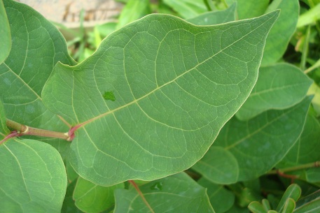Fallopia japonica — DSC07089 (10)