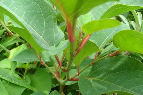 Fallopia japonica — DSC07090 (10)