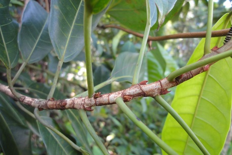 Ficus globosa — DSC00184 (12)