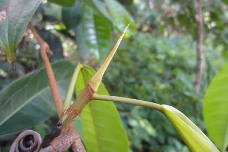Ficus globosa — DSC00185 (12)
