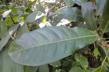 Ficus globosa — DSC00186 (12)