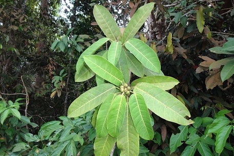 Ficus globosa — DSC09743 (14)