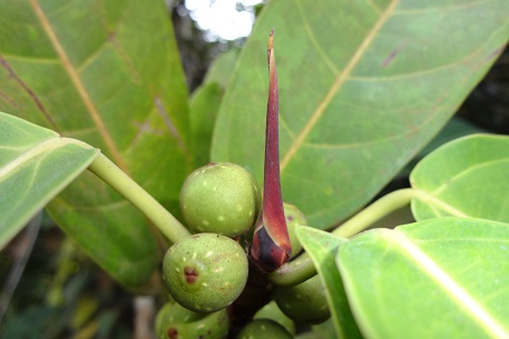 Ficus globosa — DSC09747 (14)