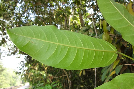 Ficus globosa — DSC09752 (14)