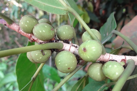Ficus globosa — DSC09753 (14)