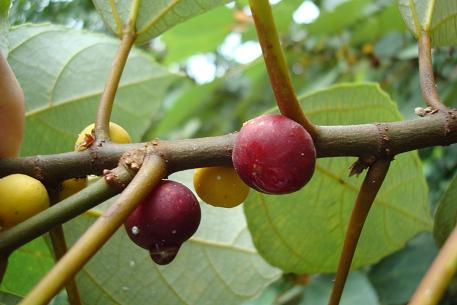 Ficus grossularioides — DSC02577 (09)