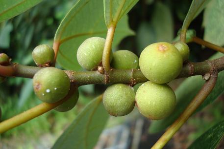 Ficus grossularioides — DSC02580 (09)