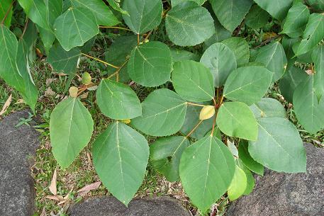 Ficus grossularioides — DSC02679 (09)