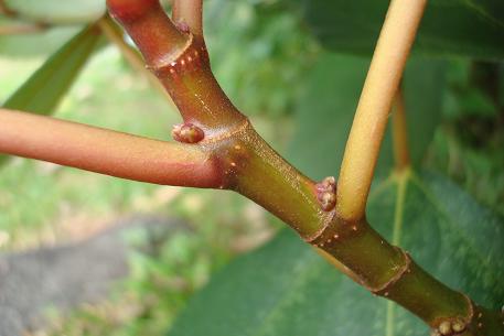 Ficus grossularioides — DSC02680 (09)