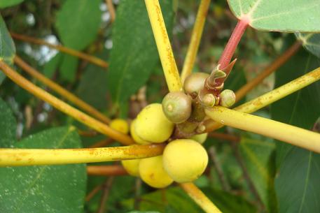Ficus grossularioides — DSC02681 (09)