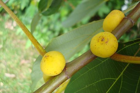 Ficus grossularioides — DSC02682 (09)